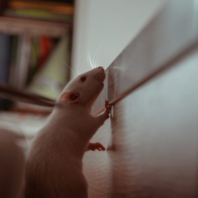 Se rat kay ki manje kay